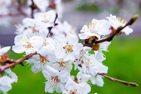 Tree blossom, blooming tree, white cherry blossom Photos