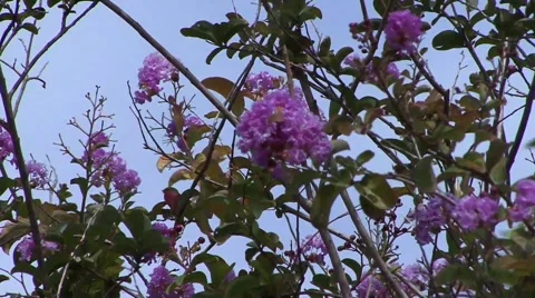 Tree blossom blowing in the wind Stock-Footage 52199126
