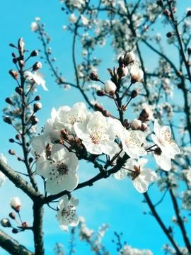 Tree blossom with blue background Stock Photos