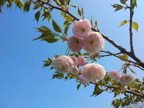 Tree blossom with blue sky background Stock Photos