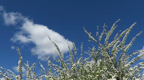 Tree blossom in blue sky Stock Footage 49692096
