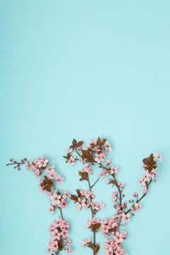 Tree blossom branches with soft pink flowers. April floral nature and spring  Stock Photos