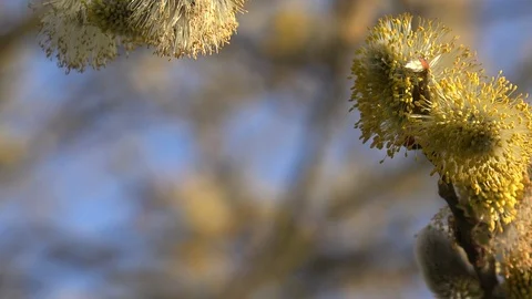 Tree blossom catkins background abstract colour springtime UK 4K Video stock 106184411