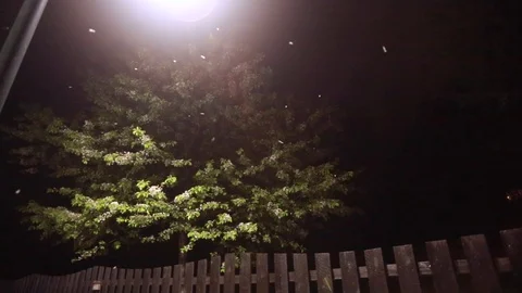 Tree Blossom Falling in Spring Exterior at Night Stock-Footage 107320626