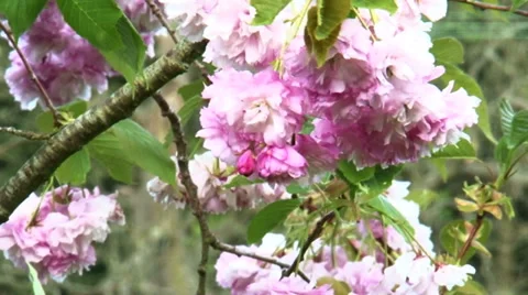 Tree Blossom 動画素材 37554151