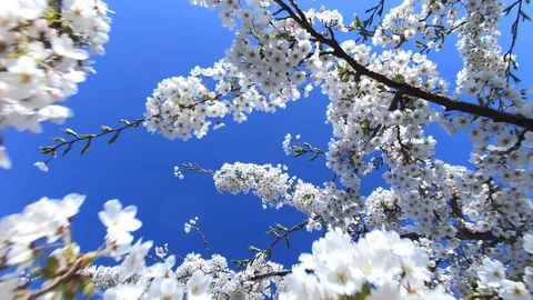 Tree Blossom Stock Footage 128964336