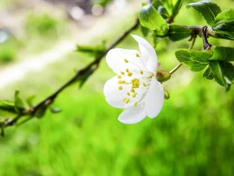 Tree blossom in the garden Stock Photos