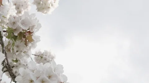 Tree Blossom - left in frame Stock Footage 75229317
