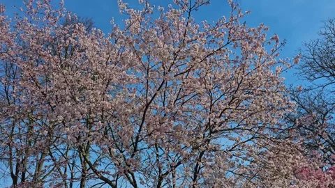 Tree blossom pan  Stock Footage 271492611