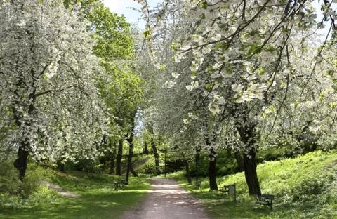 Tree blossom. Stock Photos