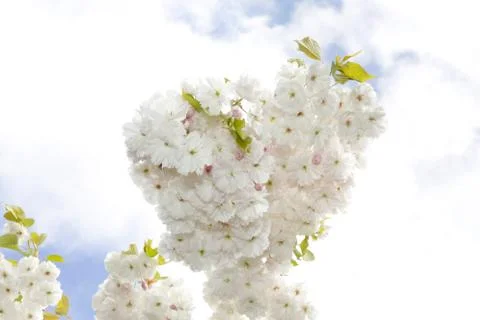 Tree in blossom Fotos Stock