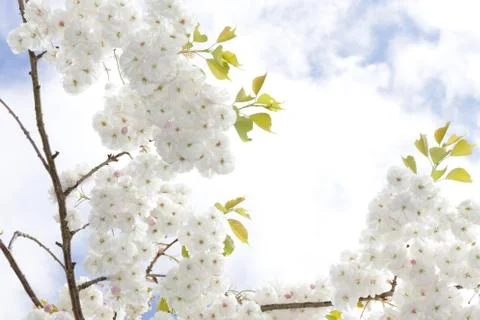 Tree in blossom Stock Photos