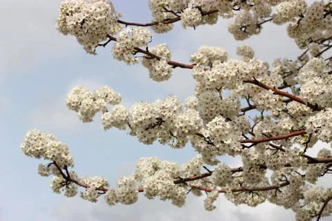 Tree Blossom Stock Photos