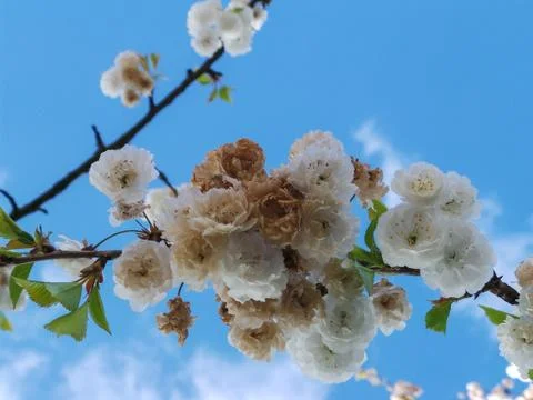Tree Blossom Stock Photos