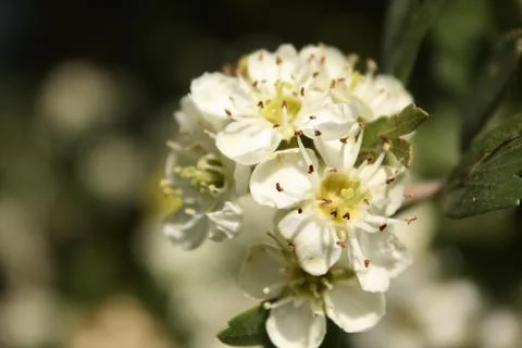 Tree Blossom Stock Photos