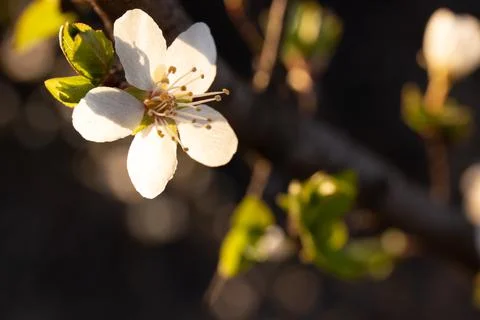 Tree blossom Stockfoto's