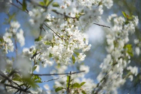 Tree in blossom Stock Photos