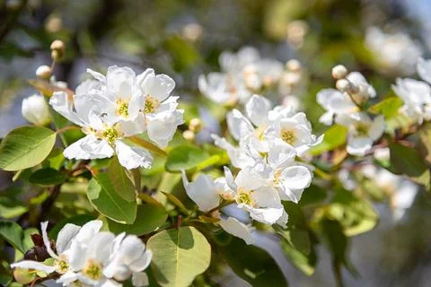 Tree blossom Stock Photos