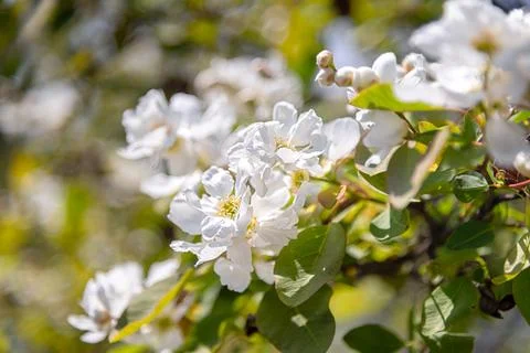 Tree blossom Stock Photos