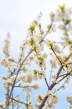 Tree blossom Stock Photos