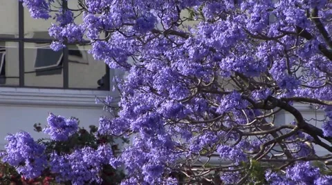 Tree Blossom Purple 스톡 동영상 44358426