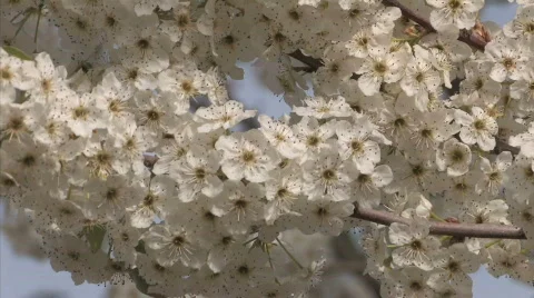 Tree Blossom Series One - 2 of 13 Stock Footage 693607