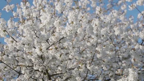 Tree Blossom - Slider Tracking Shot Stock Footage 75229439