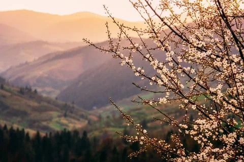 Tree blossom in the spring mountains. Beautiful warm evening light. Stock Photos