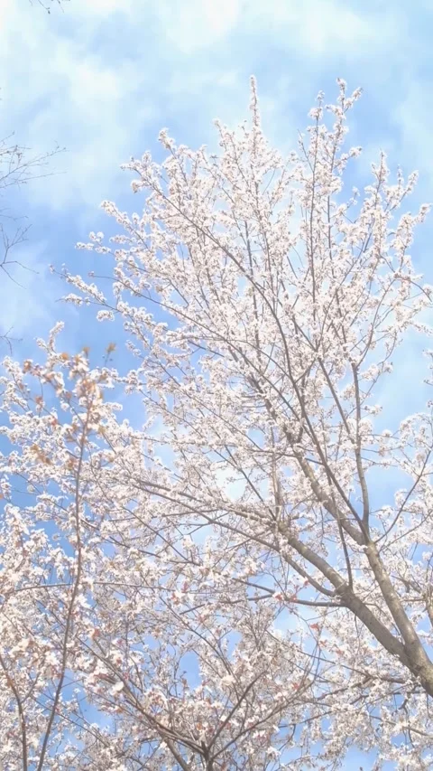 Tree blossom in springtime on a sunny day Stock Footage 330431551