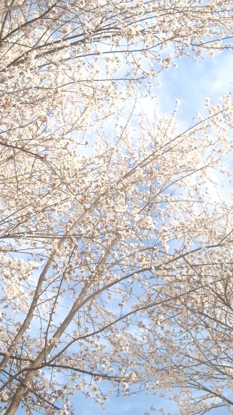 Tree blossom in springtime on a sunny day Stock Footage 330431570