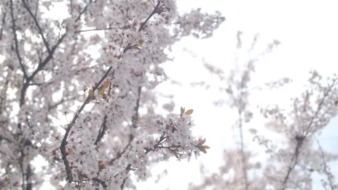 Tree blossom in springtime on a sunny day Stock Footage 330431597