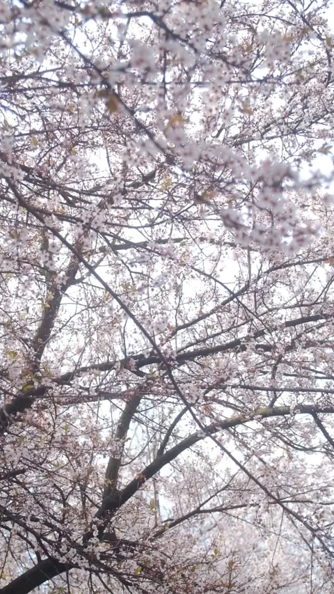 Tree blossom in springtime on a sunny day Stock Footage 330431630