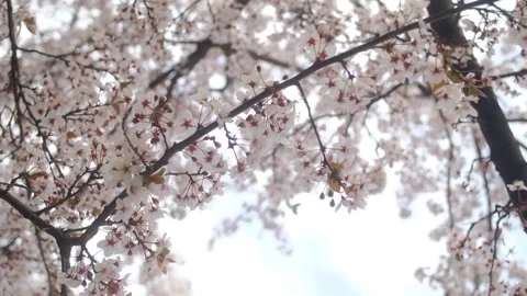 Tree blossom in springtime on a sunny day Stock Footage 330431632