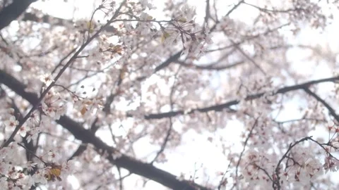 Tree blossom in springtime on a sunny day 스톡 동영상 330431634