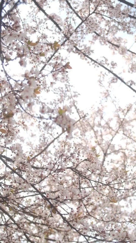 Tree blossom in springtime on a sunny day Stock Footage 330431651