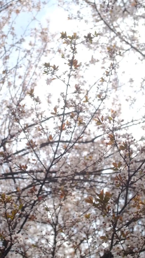 Tree blossom in springtime on a sunny day Stock Footage 330431664
