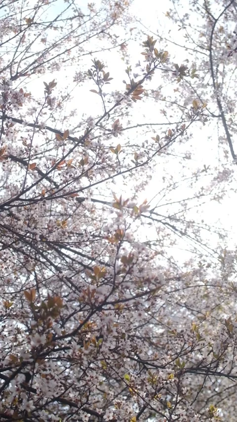 Tree blossom in springtime on a sunny day Stock Footage 330431667