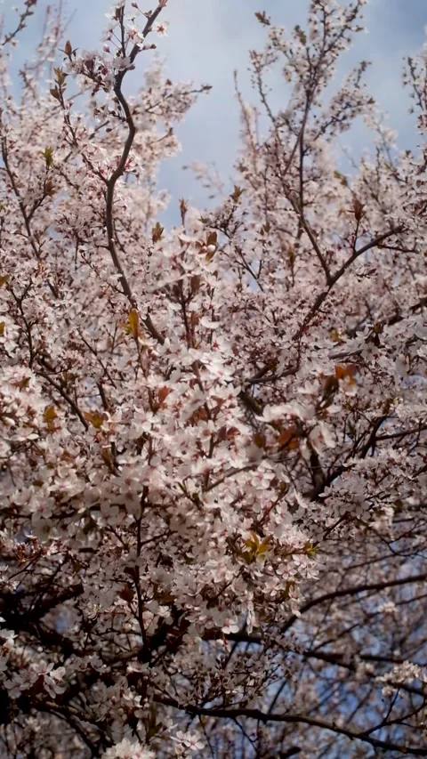 Tree blossom in springtime on a sunny day Stock Footage 330431720