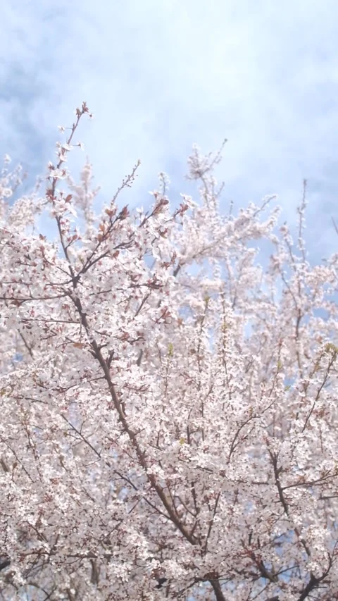 Tree blossom in springtime on a sunny day Stock Footage 330431724