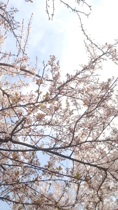 Tree blossom in springtime on a sunny day Stock Footage 330431736