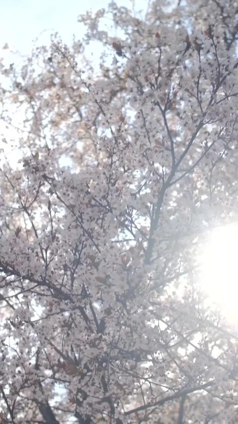 Tree blossom in springtime on a sunny day Stock Footage 330431737