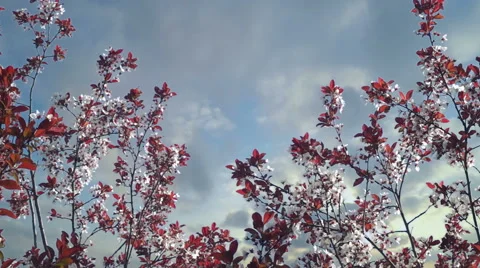 Tree Blossom at Sunset. 스톡 동영상 55966094
