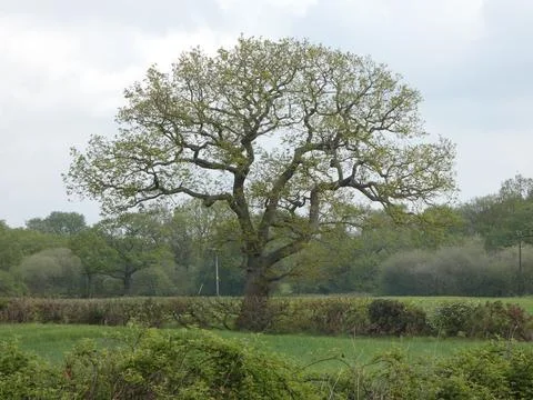 Tree Blossoming (England) Stock Photos