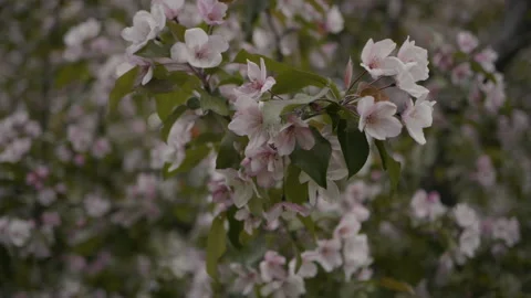 The tree is blossoming in the park Video stock 91296041