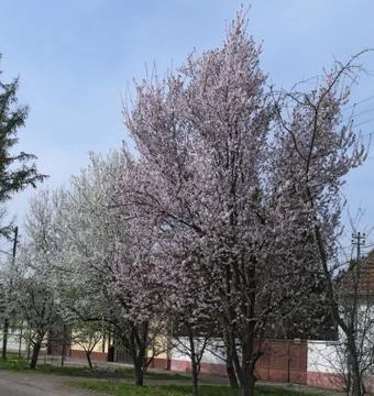 Tree blossoming with pink flowers, at spring time Stock Photos