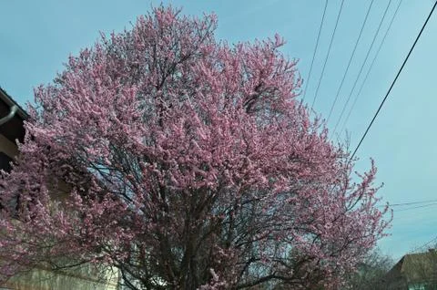 Tree blossoming with pink flowers, at spring time Stock Photos