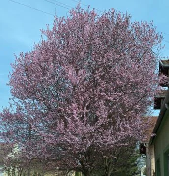 Tree blossoming with pink flowers, at spring time Stock Photos