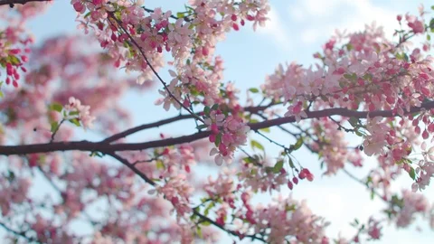 A tree blossoming with pink flowers in the springtime. Video stock 91451115