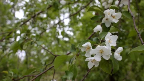The tree blossoming white flowers Stock Footage 108396281