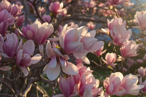 Tree blossoms blooming Background Stock Photos